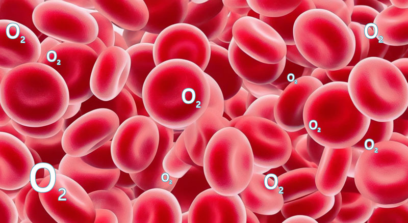 1726652282486152.jpg 16x9_紅細胞中的氧氣攜帶量.jpg